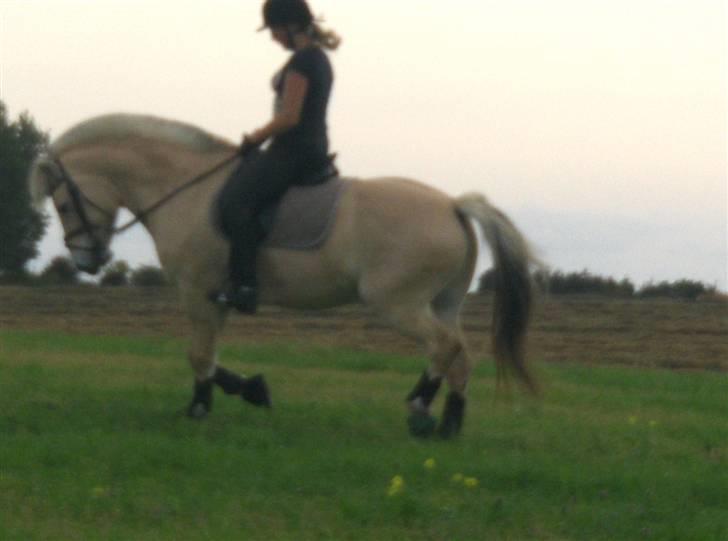 Fjordhest Pyrus SOLGT - 17 billede 13