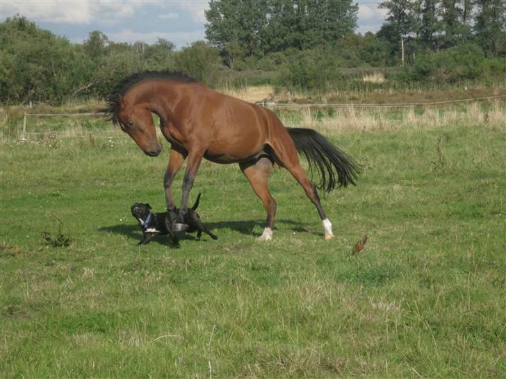 Anden særlig race SMG's Bacardi *SOLGT* - Leg på fold med vores hund billede 5