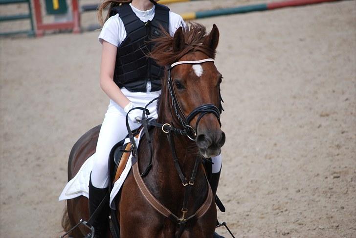 Welsh Cob (sec D) Menai On A Promise <3 - Til springstævne på HGR 6. juni 2010, hun ser bare så glad ud :) - Taget af Sasha billede 16