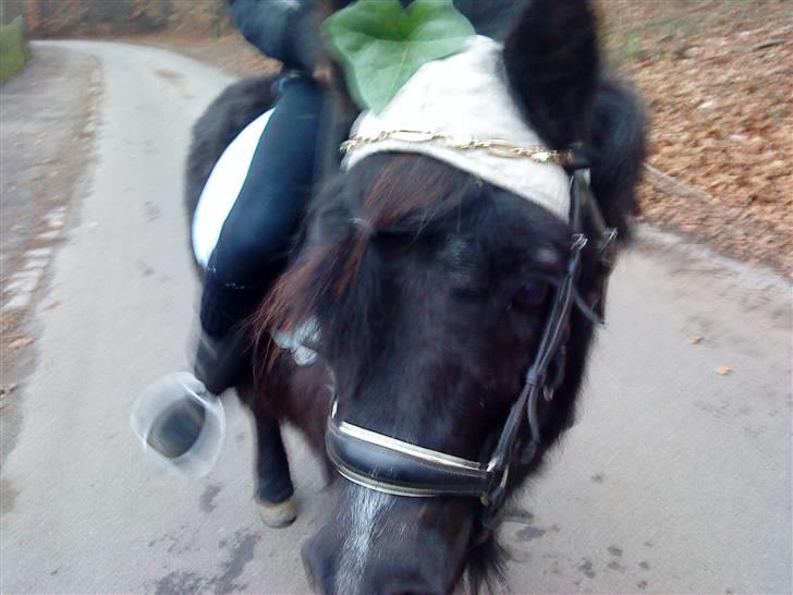 Shetlænder Skipper - mig og skipper er i skoven en kold vinter dag <3 billede 2