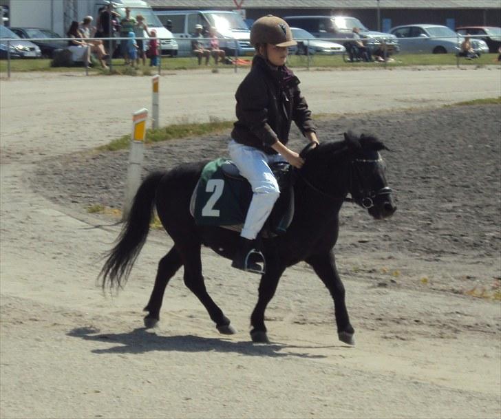 Shetlænder Skipper - mig og skipper til løb<3 billede 5
