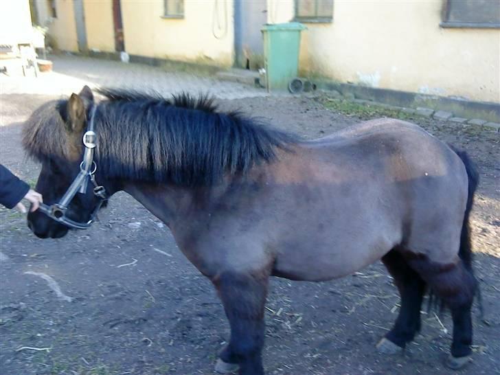 Shetlænder Skipper - skipper er lige blevet baberret<3 billede 6