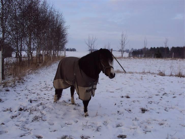 Welsh Mountain (sec A) Sheena billede 7