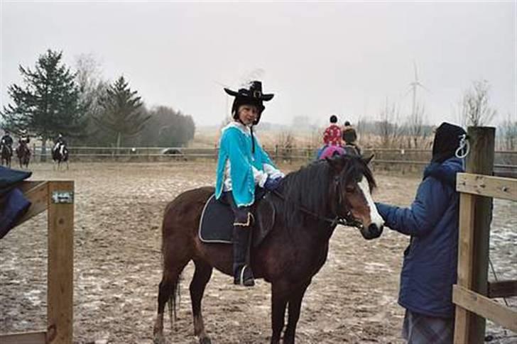 Welsh Mountain (sec A) Sheena billede 8