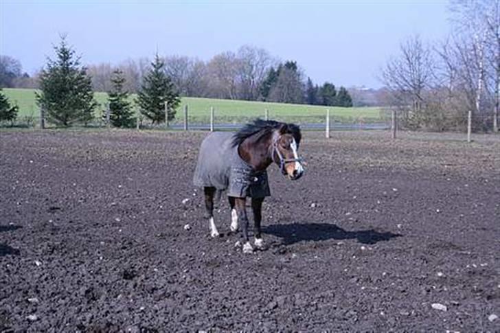Welsh Mountain (sec A) Sheena billede 9
