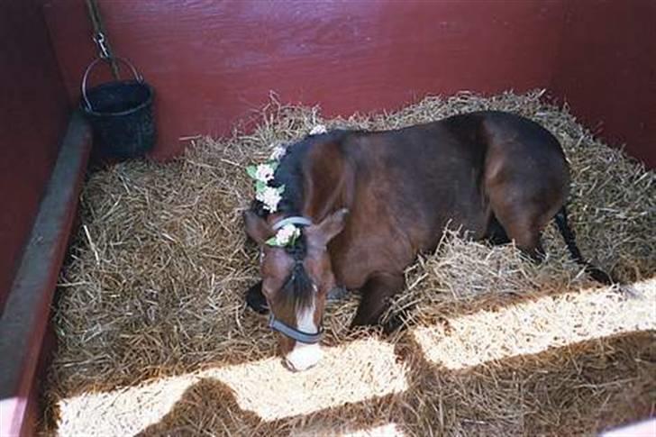 Welsh Mountain (sec A) Sheena billede 10