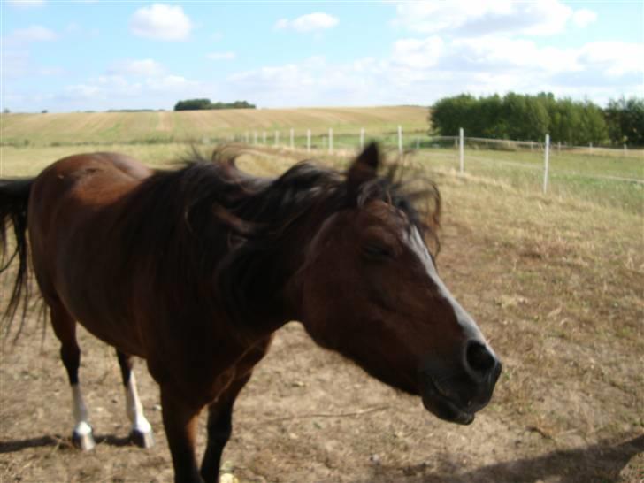 Welsh Mountain (sec A) Sheena billede 11