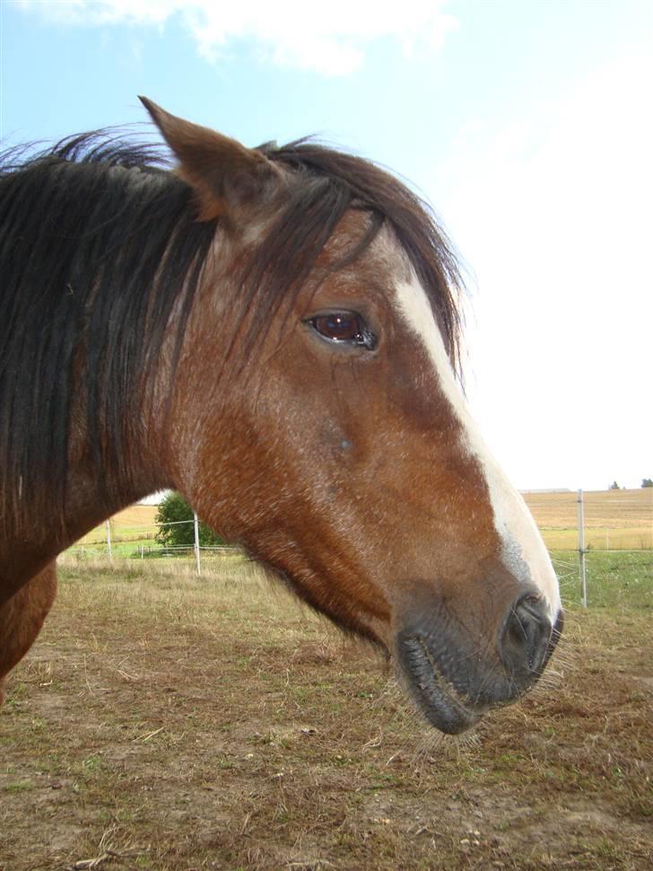 Welsh Mountain (sec A) Sheena billede 12