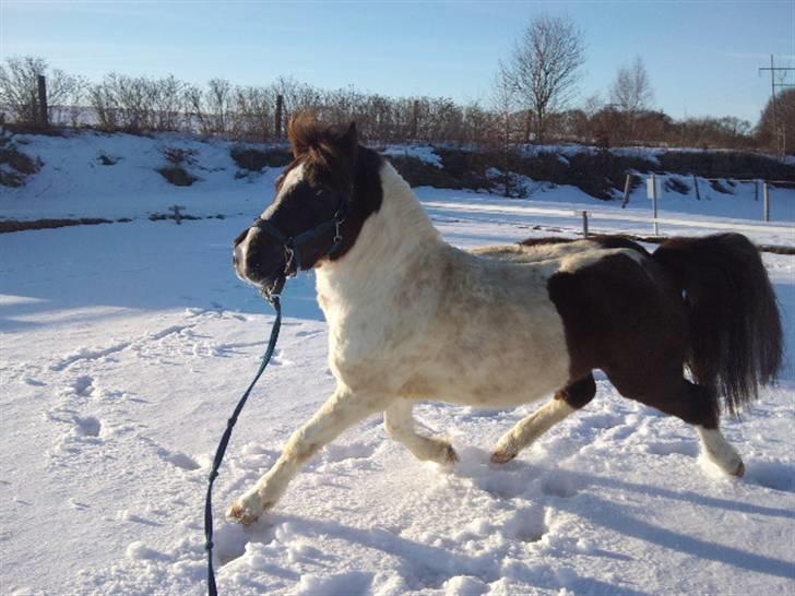 Anden særlig race Turbo *REDET/PASSET* - bliver longeret på ridebanen i sne ;D <3 d. 7. marts 2010 billede 18