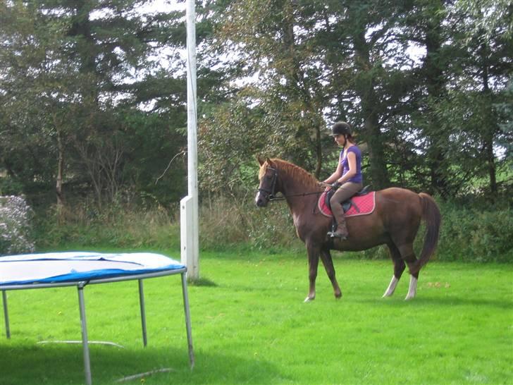 DSP Rosenkildes Marquis SOLGT - Farlig trampolin ;-) Nogen der sagde fed? Nej vel ;P billede 17