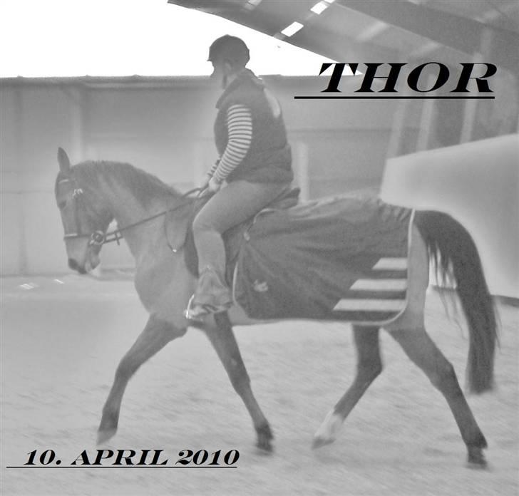 Anden særlig race Thor solgt :')  billede 11