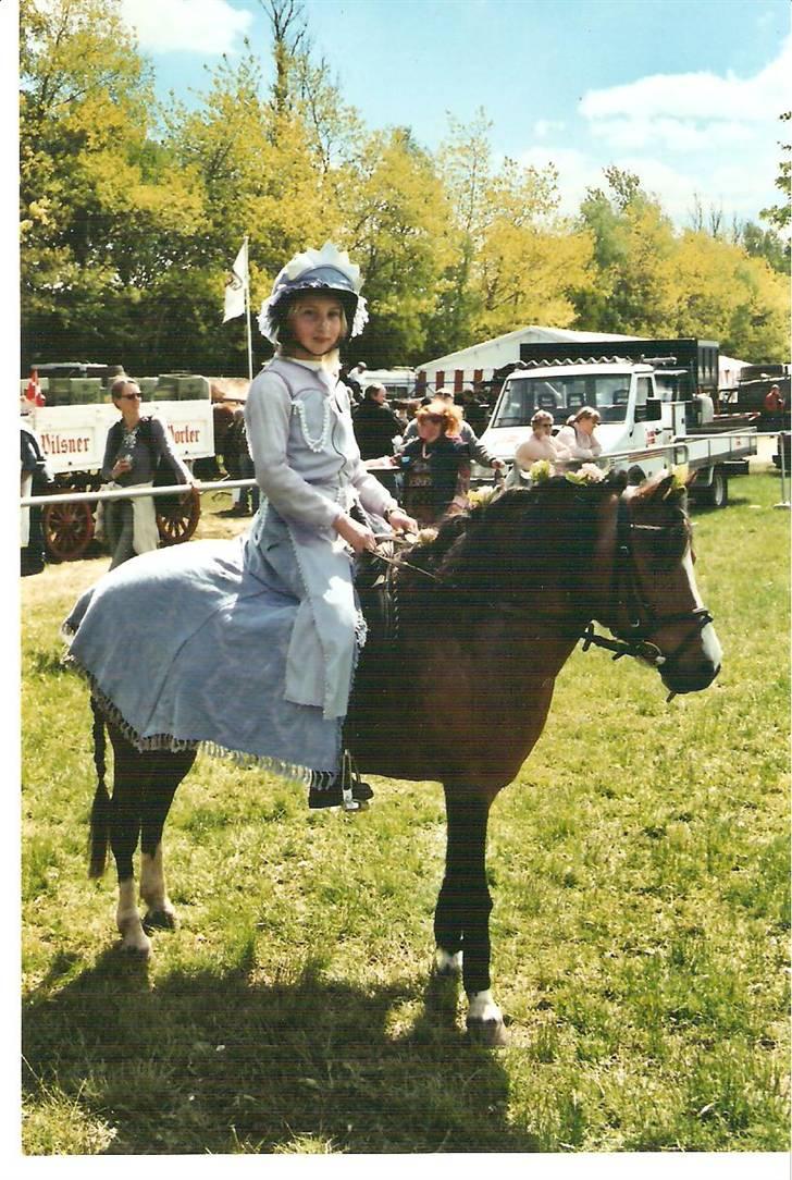 Welsh Mountain (sec A) Sheena billede 13