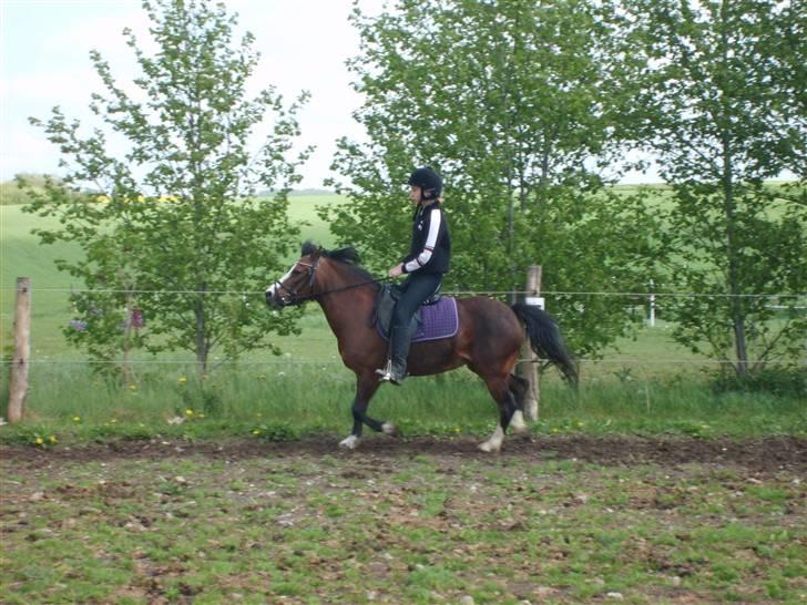 Welsh Mountain (sec A) Sheena billede 14