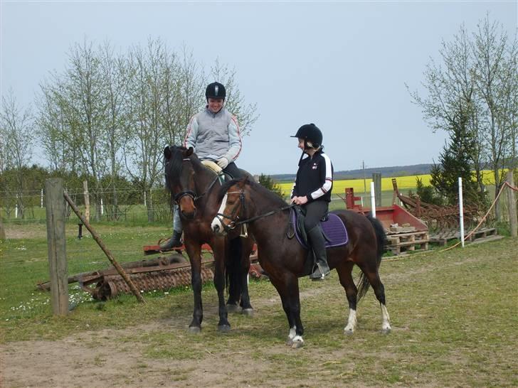 Welsh Mountain (sec A) Sheena billede 15