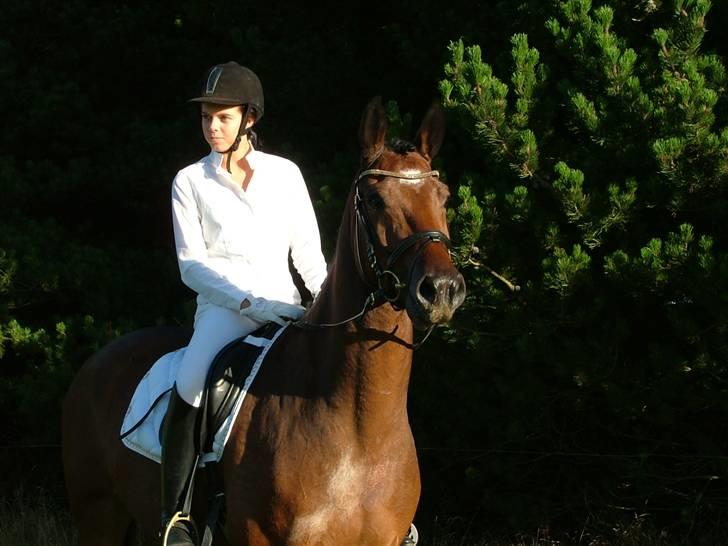 Dansk Varmblod Mister Delight SOLGT billede 17