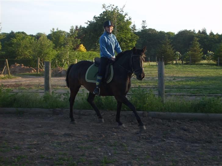 Anden særlig race Gabby billede 20