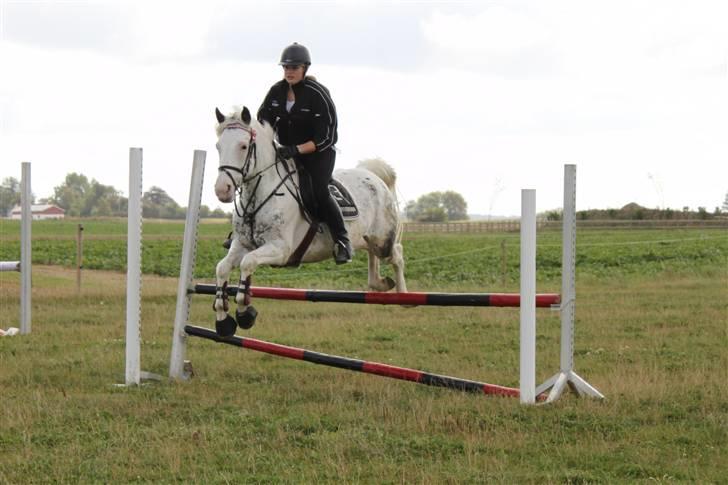 Anden særlig race Karpaccio *Byttet* billede 18