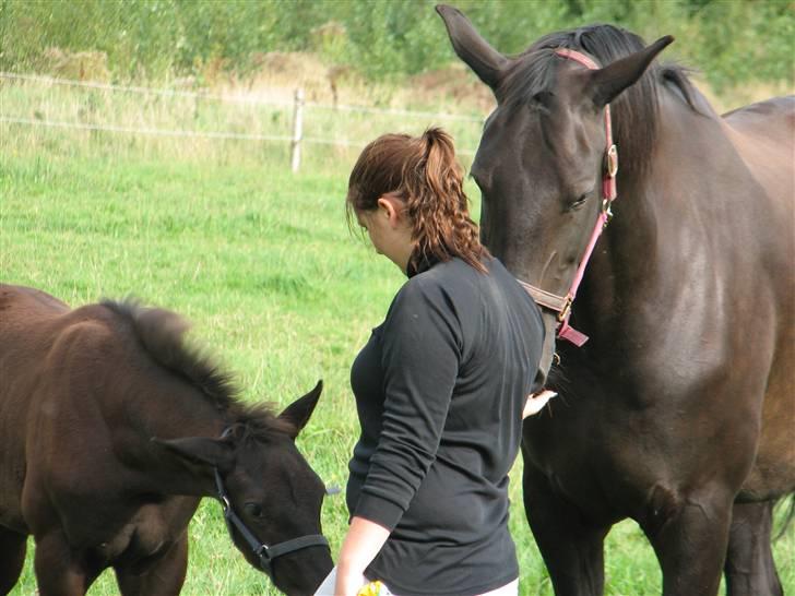 Dansk Varmblod Woopi Ask R.I.P - har du lidt guf i lommerne, elsker guf billede 16