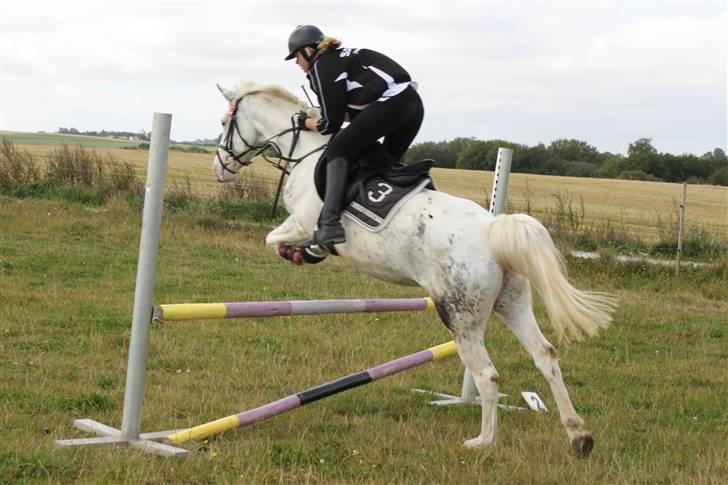 Anden særlig race Karpaccio *Byttet* billede 20