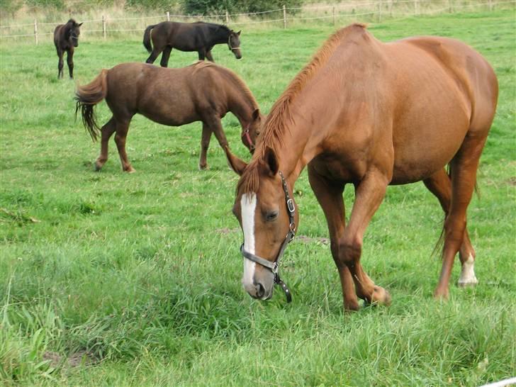 Dansk Varmblod RDH Margot SOLGT - skal jeg ind nu ;) hygge trold billede 7
