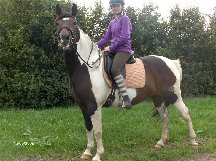 Anden særlig race *Plet*  billede 18