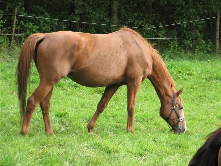 Dansk Varmblod RDH Margot SOLGT - ummm græs   :) billede 8