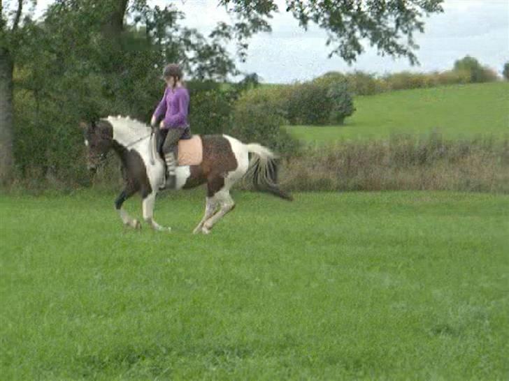 Anden særlig race *Plet*  billede 20