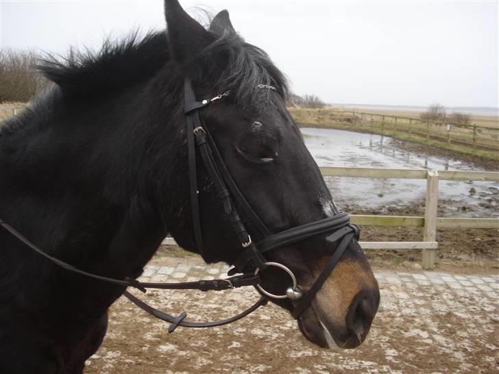 New Forest gl part:´( Bonette<3 - #16 Flot hoved Bonette billede 16