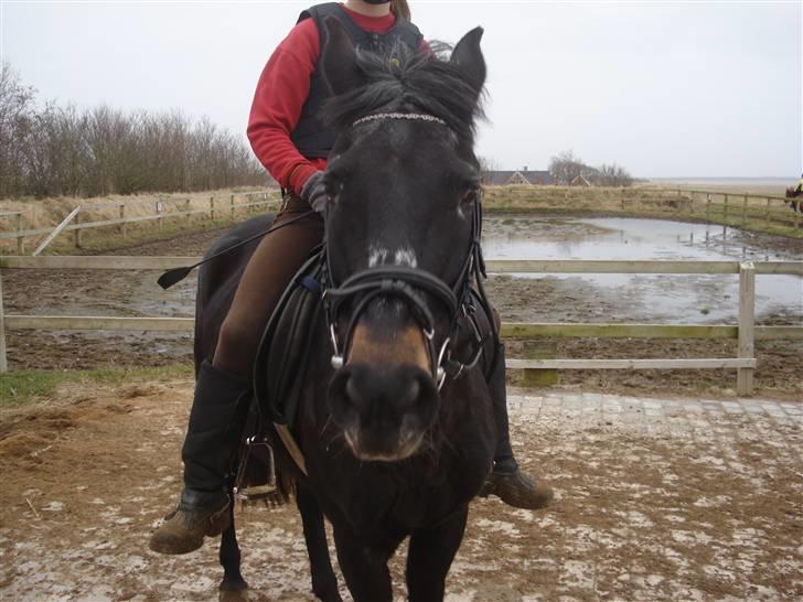 New Forest gl part:´( Bonette<3 - #17 Snusssssss billede 17