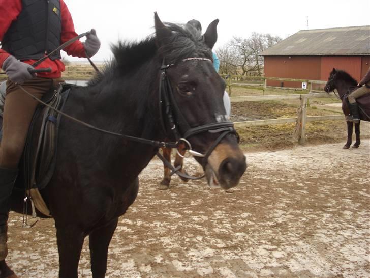 New Forest gl part:´( Bonette<3 - #18 jeg elsker dig skat billede 18