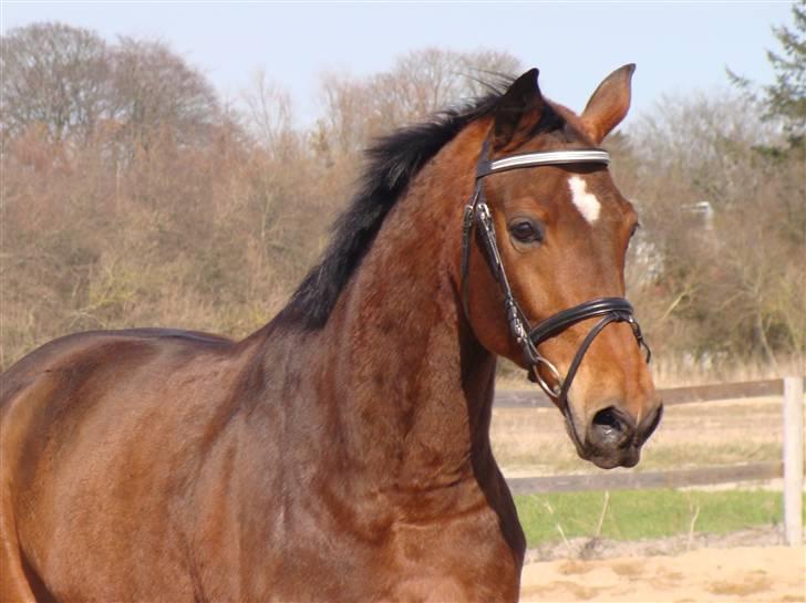 Anden særlig race Bakkelys Aladin solgt billede 1