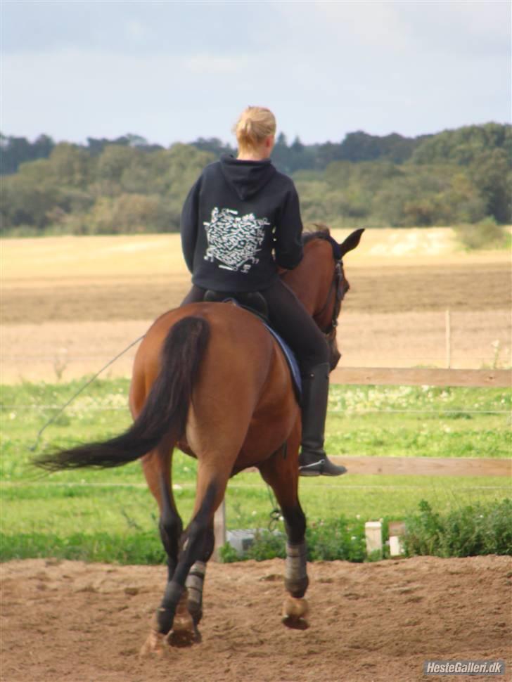 Anden særlig race Bakkelys Aladin solgt billede 2