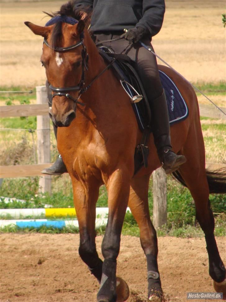 Anden særlig race Bakkelys Aladin solgt billede 3