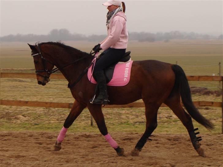 Anden særlig race Bakkelys Aladin solgt billede 4