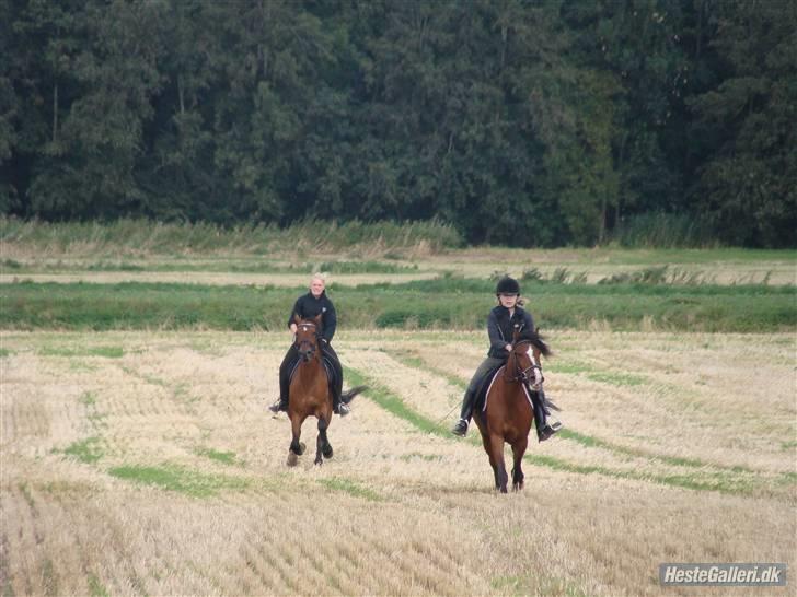 Anden særlig race Bakkelys Aladin solgt billede 5