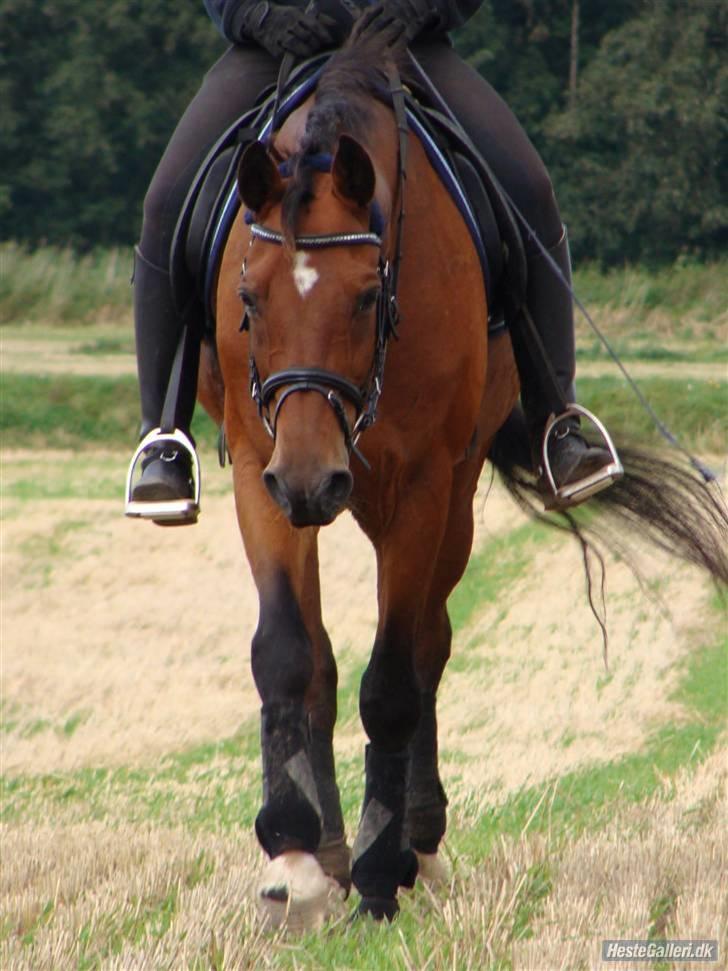 Anden særlig race Bakkelys Aladin solgt billede 6