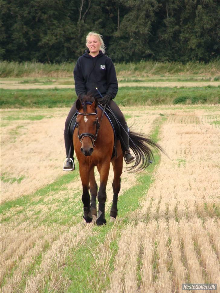 Anden særlig race Bakkelys Aladin solgt billede 7