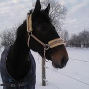 Dansk Varmblod Strøgårdens Savannah