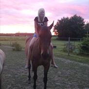 Dansk Varmblod Strøgårdens Savannah