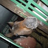 Anden særlig race Little Fight