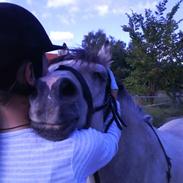 Anden særlig race Dirty Snowball