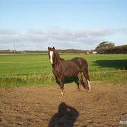 Welsh Pony af Cob-type (sec C) Gribsvads Sirius
