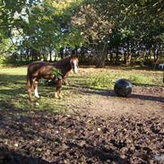 Welsh Pony af Cob-type (sec C) Gribsvads Sirius