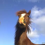 Welsh Pony af Cob-type (sec C) Gribsvads Sirius