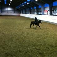 Welsh Pony af Cob-type (sec C) Gribsvads Sirius