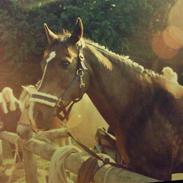 Anden særlig race Mister Kennedy