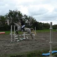 Arabisk fuldblod (OX) Tamon OX