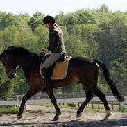 New Forest Borrebjergs Magic Mentor