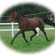 Tysk Oldenburger Lyra.