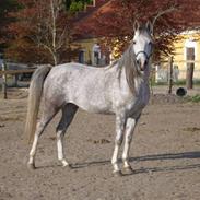 Arabisk fuldblod (OX) delli